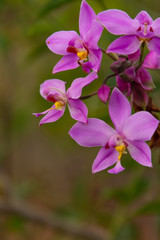 Blooming purple orchid