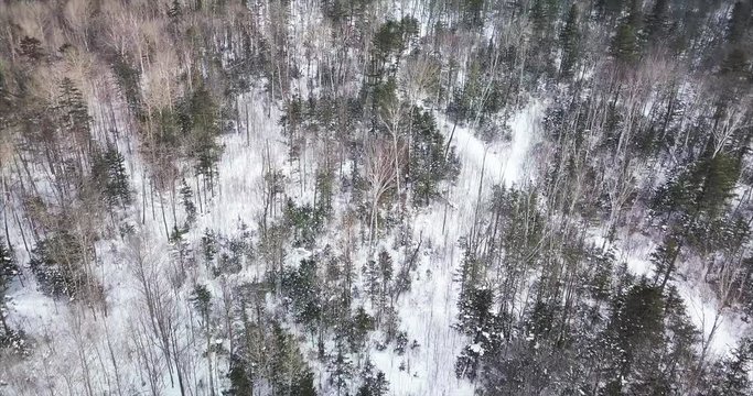 Flying above snowy russian taiga, aerial view of treetops. Sikhote-Alin Biosphere Reserve which is important for the endangered Siberian tiger