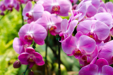 Fototapeta na wymiar close up of pink orchid in garden at flower festival Chiangmai,Thailand.