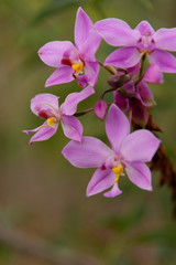 Naklejka na ściany i meble Blooming purple orchid
