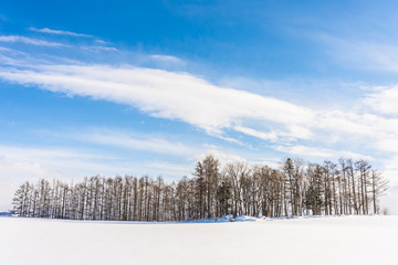 Beautiful outdoor nature landscape with group of tree branch in snow winter season