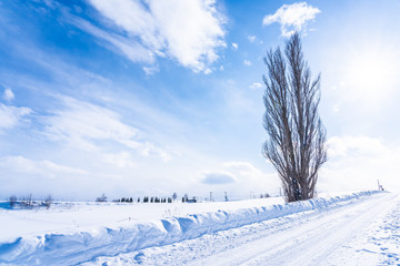 Beautiful outdoor nature landscape with tree of ken and mary in biei area