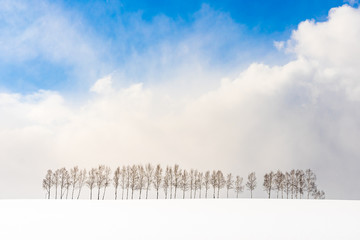 Fototapeta premium Beautiful outdoor nature landscape with group of tree branch in snow winter season
