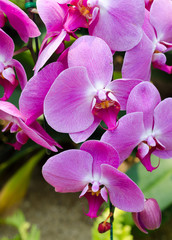 Fototapeta na wymiar close up of pink orchid in garden at flower festival Chiangmai,Thailand.
