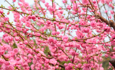 Close up pink plum flower blossom on tree in garden at spring seasonal,natural background.