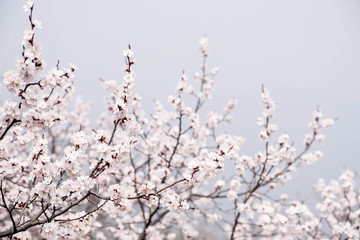 Close up white sakura flower blossom on tree in spring seasonal,natural background.