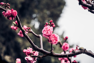 Close up pink plum flower blossom on tree in spring seasonal,natural background.dramtic tone filter