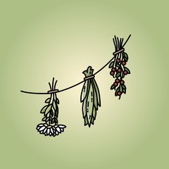 Dried herbs on a thread flat vector style image on green background