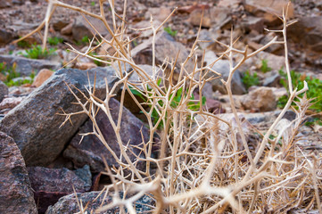 Dead dry thorns of plant in Eilat desert