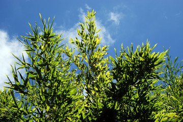 Lush green bamboo trees with a bright blue summer sky