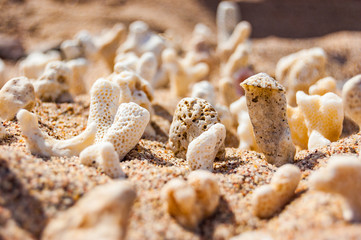 Many small white dry corals lying on the sand on Red Sea beach in Eilat, Israel