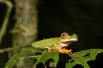 Agalychnis saltator - Parachuting red-eyed leaf frog