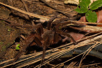 Tarantula in Costa Rica