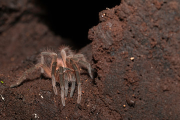 Tarantula in Costa Rica