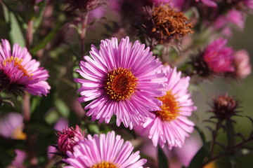 Obraz premium flowers in the garden