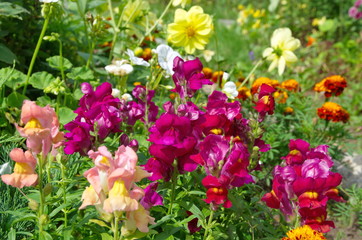 Antirrhinum flowers blooms in the garden