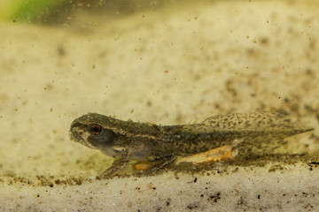 Tadpole with four legs still breathing water - Osteopilus septentrionalis