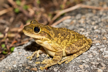 Cuban tree frog - Osteopilus septentrionalis