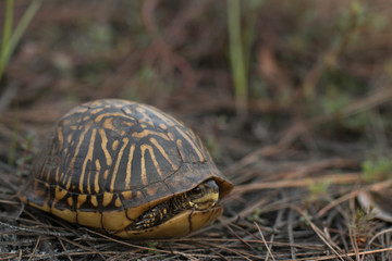 Florida box turtle - Terrapene carolina bauri