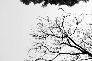 beautiful tree branch isolated on pale white background - monochrome