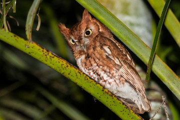 Eastern screech owl in a palm tree - Megascops aiso