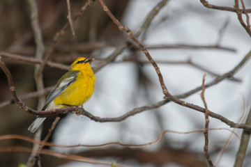 Singing blue-winged warbler - Vermivora cyanoptera