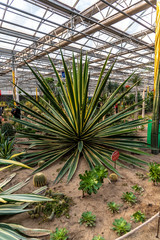 Phnom Penh Agave