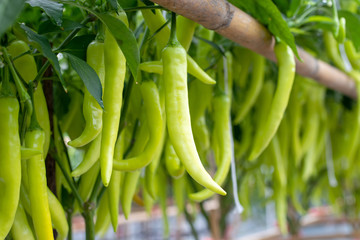 Green chilli peppers in the garden