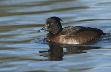 A pretty Tufted Duck, Aythya fuligula, swimming on a lake.