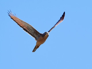 Grasshopper buzzard (Butastur rufipennis)