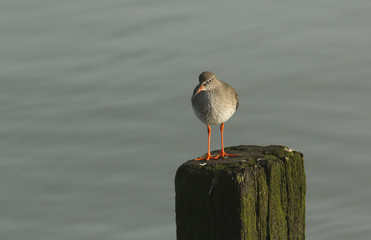 A Redshank (Tringa totanus) perching on a wooden post on the shoreline at high tide.