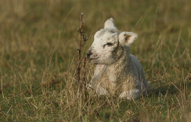 Naklejka na ściany i meble A cute newborn lamb lying down on the grass in a meadow.