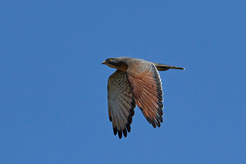 Grasshopper buzzard (Butastur rufipennis)