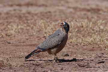 Grasshopper buzzard (Butastur rufipennis)