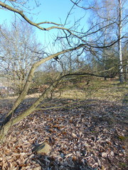 Vue abstraite arbres en Automne