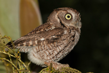 Gray eastern screech owl - Megascops aiso