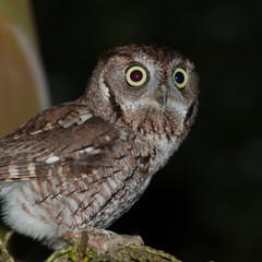 Gray eastern screech owl - Megascops aiso