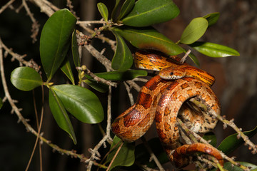 Corn snake from Okeechobee county, FL - Pantherophis guttatus - obrazy, fototapety, plakaty