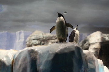 Fototapeta premium ペンギン