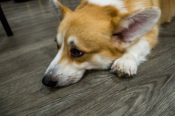 A cute Welsh corgi pembroke enjoys in a house