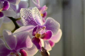 Fototapeta na wymiar orchids with water drops