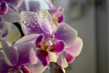 orchids with water drops