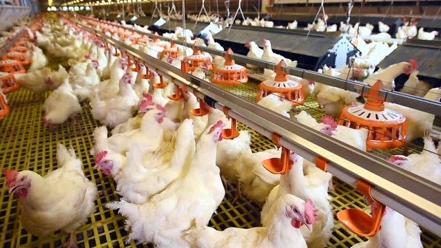 View footage of chicken farm,  industrial of poultry,  camera movement