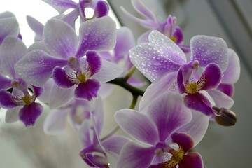 orchids with water drops