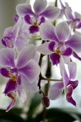 Naklejka na ściany i meble orchids with water drops