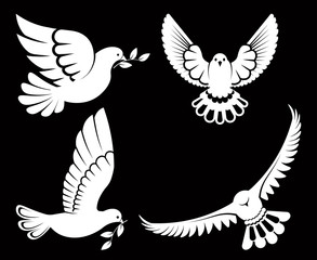 Pigeon or dove, white bird flying with spread wings in sky or sitting set.