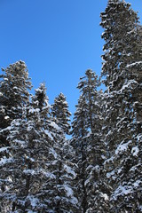 Snowy Trees 