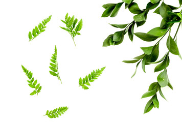 Spring background with young green plants and leaves on white background top view pattern