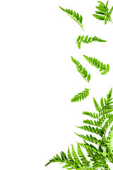 Fern leaves on white background top view border copy space. Spring background