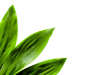 Obraz premium Big green leaves border on white background top view. Spring background copy space